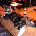 Little Bird Little Bird, Born in 2009