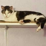 Courage Courage, Born in 2009