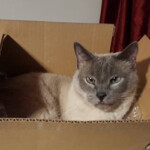 Harper Harper, Born in 2009