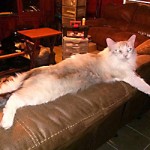 Nurgle Nurgle, 2009-2021