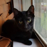 Pele Pele, 2013-2021