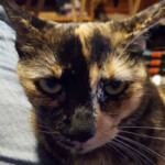 T'Challa T'Challa, Born 2012